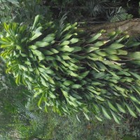 Dracaena fragrans (L.) Ker Gawl.